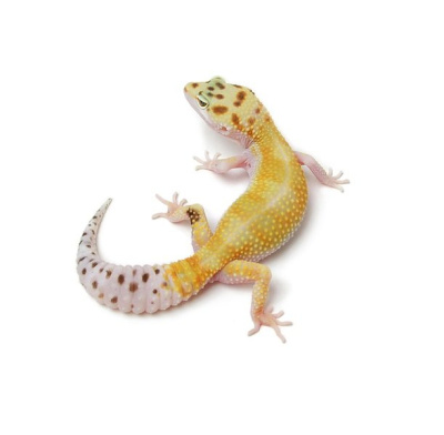 ЭУБЛЕФАР ПЯТНИСТЫЙ, S - WHITE I YELLOW TA